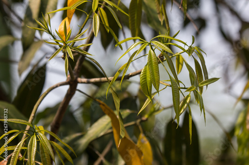 Wallpaper Mural Young leaf of Green Mango Fruit Torontodigital.ca