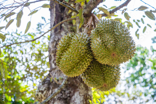 King of tropical fruit. Thai durians fruit on durian tree branch in organic farm garden, Thailand.
