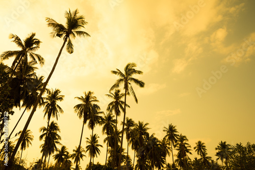 Beautiful silhouette coconut palm tree forest in golden sunset evening background. Travel tropical summer beach holiday vacation or save the earth  nature environmental concept.