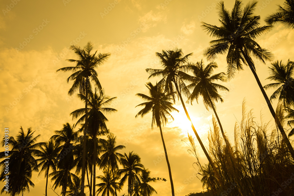 Beautiful silhouette coconut palm tree forest in sunset evening golden sunlight background. Travel tropical summer beach holiday vacation or save the earth, nature environmental concept.