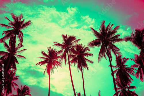 Fototapeta Naklejka Na Ścianę i Meble -  Beautiful coconut palm tree forest in sunshine day clear sky background color fun tone. Travel tropical summer beach holiday vacation or save the earth, nature environmental concept.