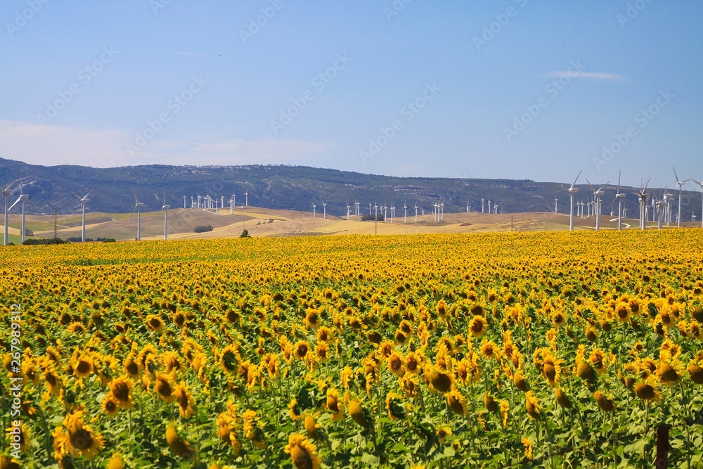 Sunflower and wind turbine field under blue sky in Andalusia near small village Sahara delos Atunes, Spain