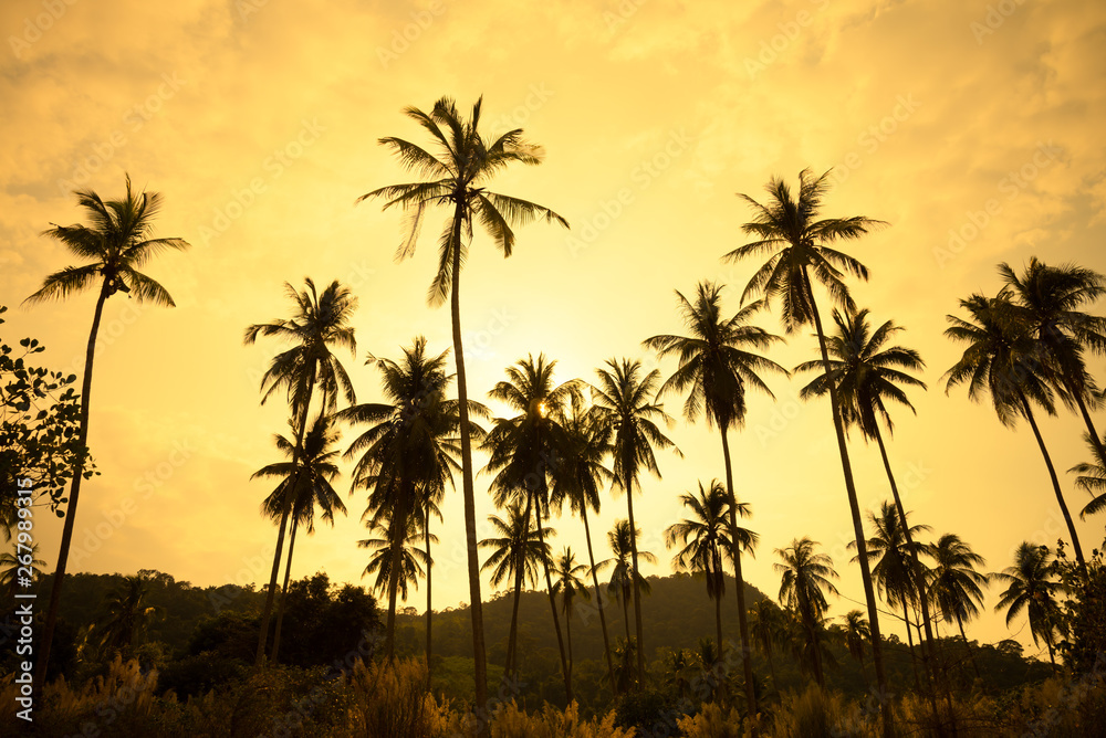 Beautiful silhouette coconut palm tree forest in sunset evening golden sunlight background. Travel tropical summer beach holiday vacation or save the earth, nature environmental concept.