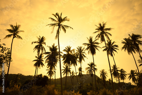Beautiful silhouette coconut palm tree forest in sunset evening golden sunlight background. Travel tropical summer beach holiday vacation or save the earth, nature environmental concept. © pla2na