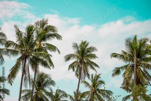 Wallpaper Mural Beautiful coconut palm tree forest in sunshine day clear sky background vintage tone. Travel tropical summer beach holiday vacation or save the earth, nature environmental concept. Torontodigital.ca