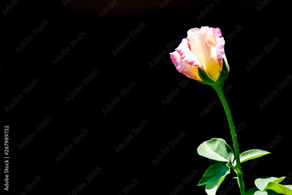 Pink and white rose flower in black background Pink and white rose flower in black background