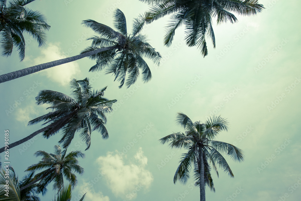 Beautiful coconut palm tree forest in sunshine day clear sky background vintage tone. Travel tropical summer beach holiday vacation or save the earth, nature environmental concept.
