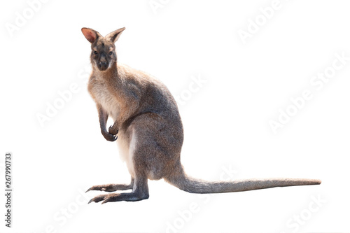 kangaroo isolated on white © fotomaster