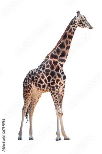 giraffe isolated on white