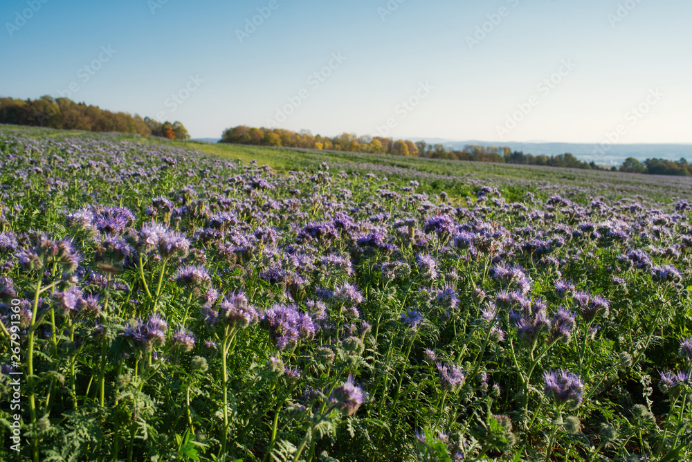 Blumenwiese mit Bienenweide im Sommer Blumenwiese mit Bienenweide im Sommer