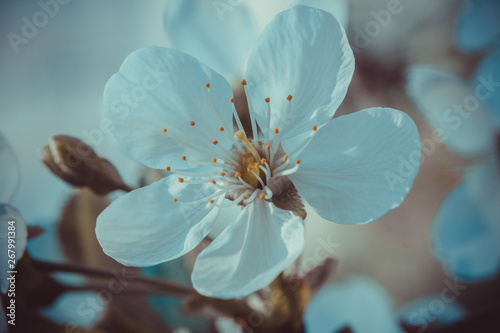 White cherry blossoms in sp...