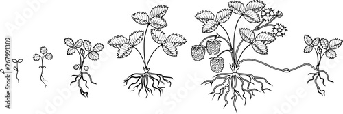 Coloring page with Life cycle of strawberry isolated on white background. Plant growth stage from seed to strawberry plant with ripe berries