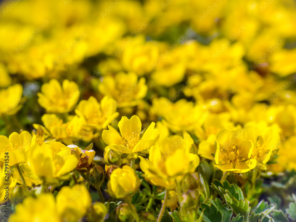 Meadow with yellow wildflowers Meadow with yellow wildflowers