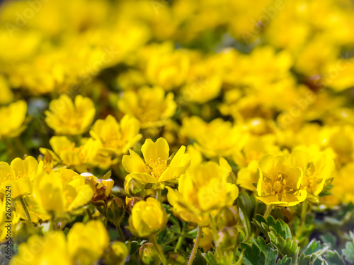 Meadow with yellow wildflowers