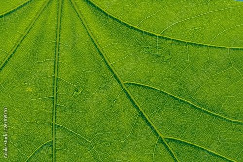 Green leaves background. Leaf texture