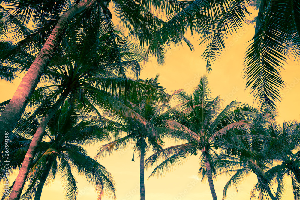 Seaside coconut palm tree in morning background. Tropical summer beach holiday vacation traveling, save the earth concept.