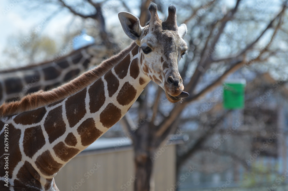 Obraz premium A giraffe in the outdoors