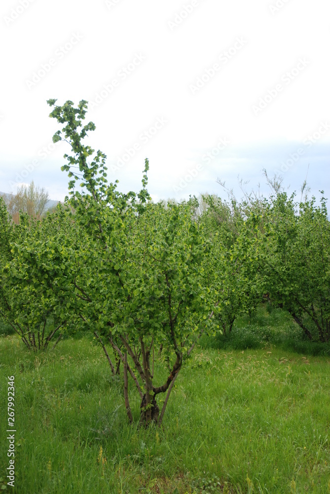Italia : Alberi di nocciole, Campania, Aprile 2019. Italia : Alberi di nocciole, Campania, Aprile 2019.