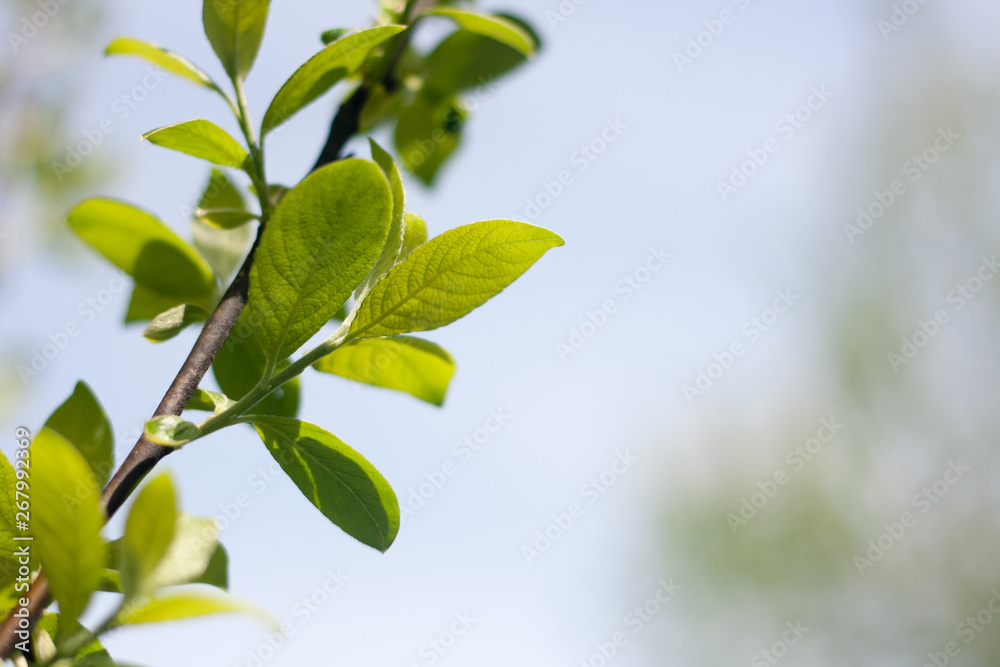 Close up of natural green leaves. Beautiful tree background