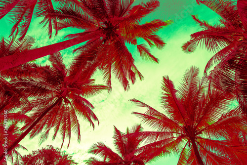 Seaside coconut palm tree pattern from bottom view in morning background. Tropical summer beach holiday vacation traveling  save the earth concept.