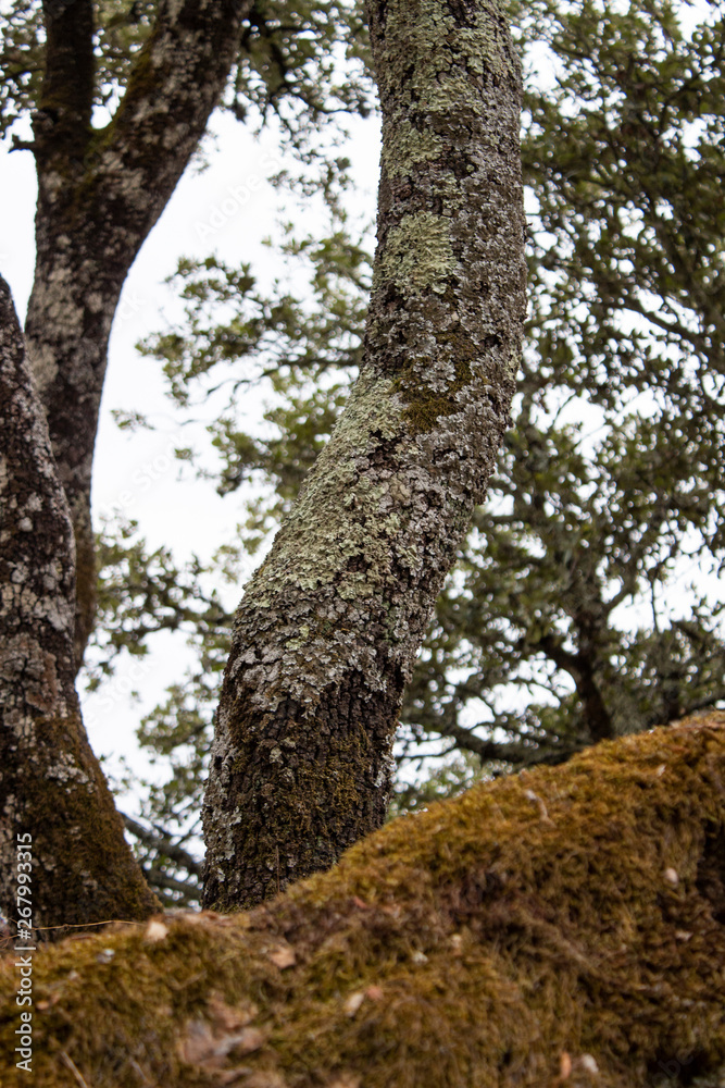 Lichen on the tree trunk at Douro Region in northern Portugal Lichen on the tree trunk at Douro Region in northern Portugal
