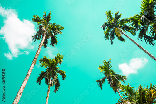 Areca nut or Betel Nuts palm tree with blue sky and clouds background in Thailand. Agriculture plantation or tropical summer beach holiday vacation traveling  resort hotel business concept.