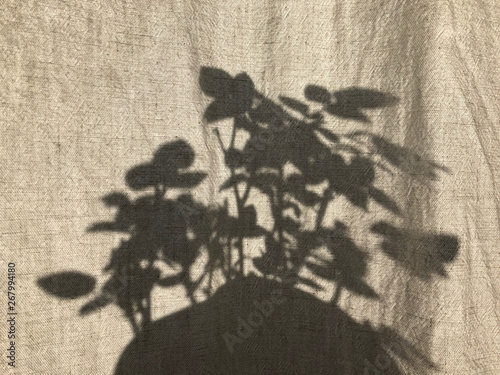 linen curtain and room rose shadow 1