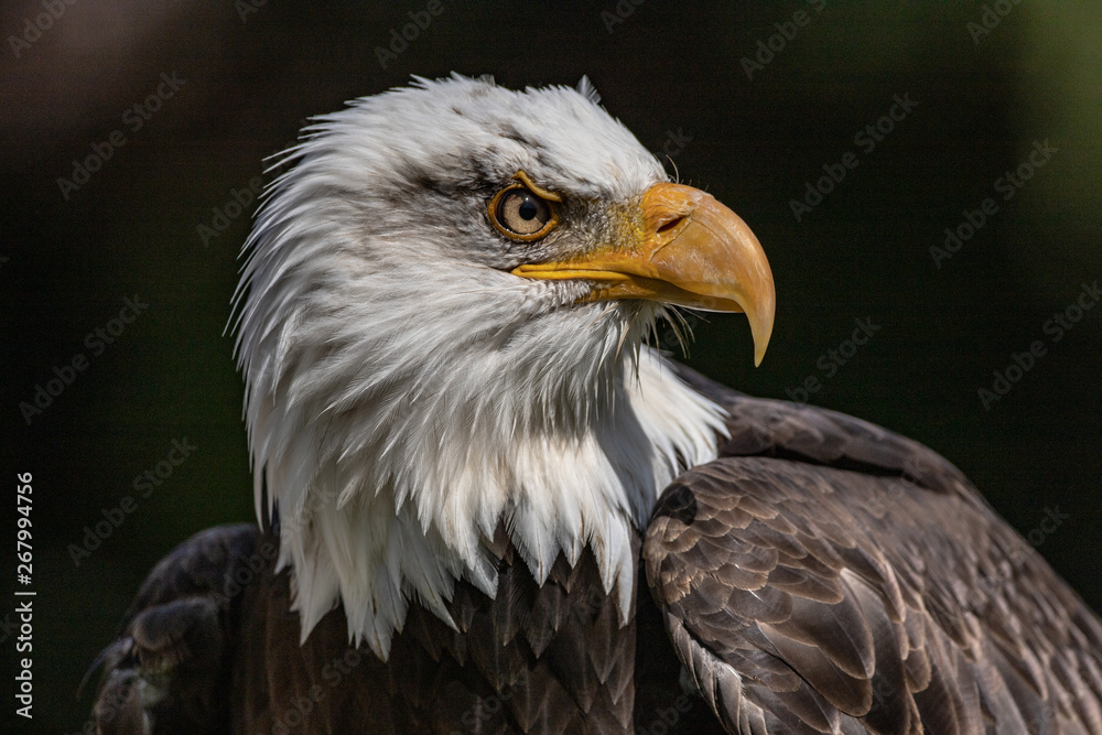 American bald eagle. Iconic symbol of USA. Freedom, constitution, rights. American bald eagle. Iconic symbol of USA. Freedom, constitution, rights.