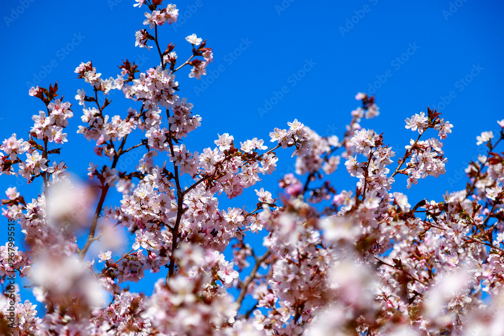 Cherry blossom tree in bloom. Sakura flowers on azure sky background. Garden on sunny spring day. Soft focus botanical photography. Shallow depth of field. Blurred floral background.
