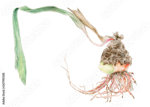 Belladonna lily (Amaryllis belladonna) sleeping bulb with dry leaf and roots botanical drawing over white background