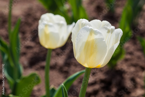 Two white tulips lit by the rays of the setting sun #267995792