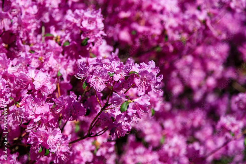 Blurred photo of bush of purple flowers. Blooming blossom background.  Spring garden in bloom on sunny day. Soft focus floral photography. Shallow depth of field.