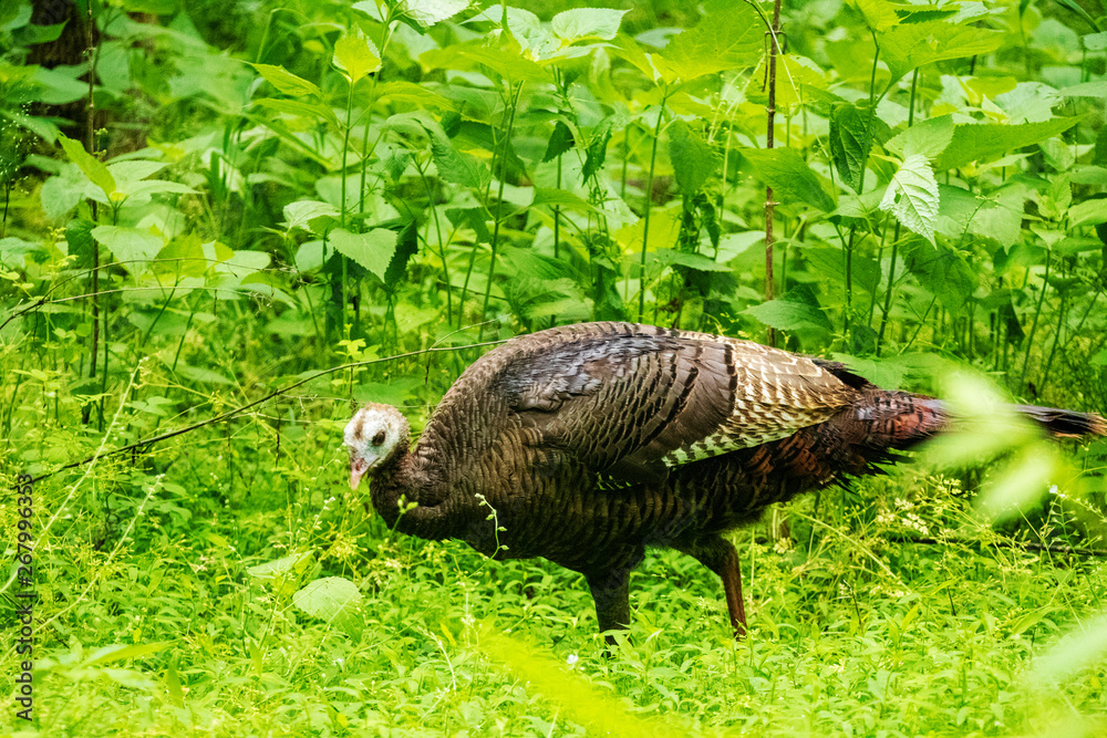 Fototapeta premium Turkey in the Woods