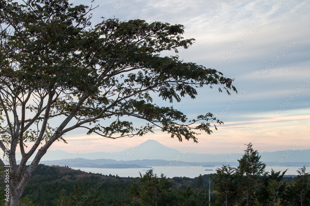 tree in mountains