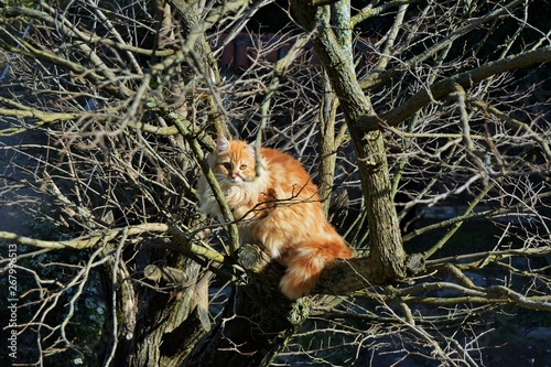 Cat in a tree © Elisa