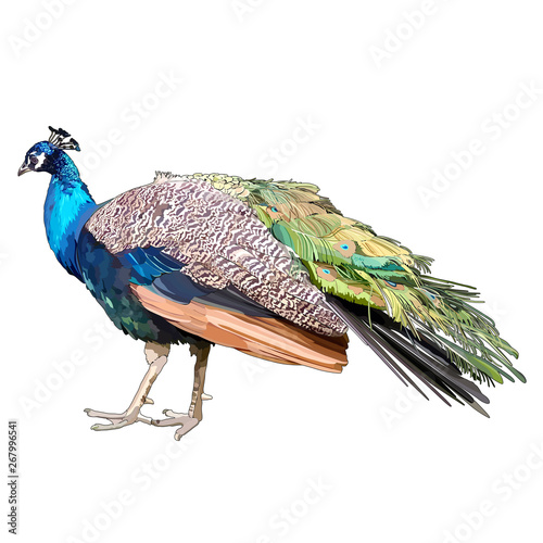 peacock