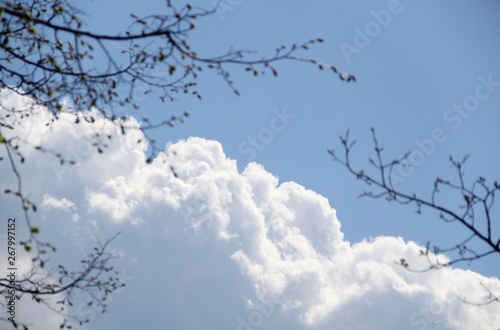 branches of tree against blue sky