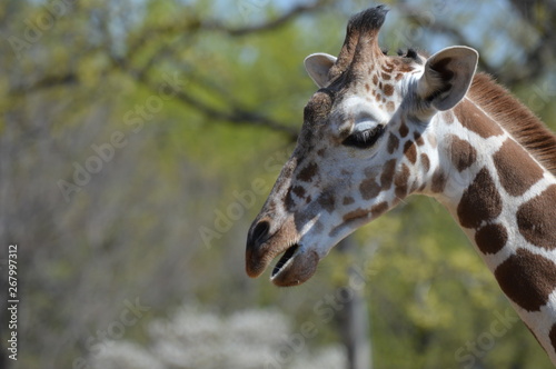 A giraffe in the outdoors