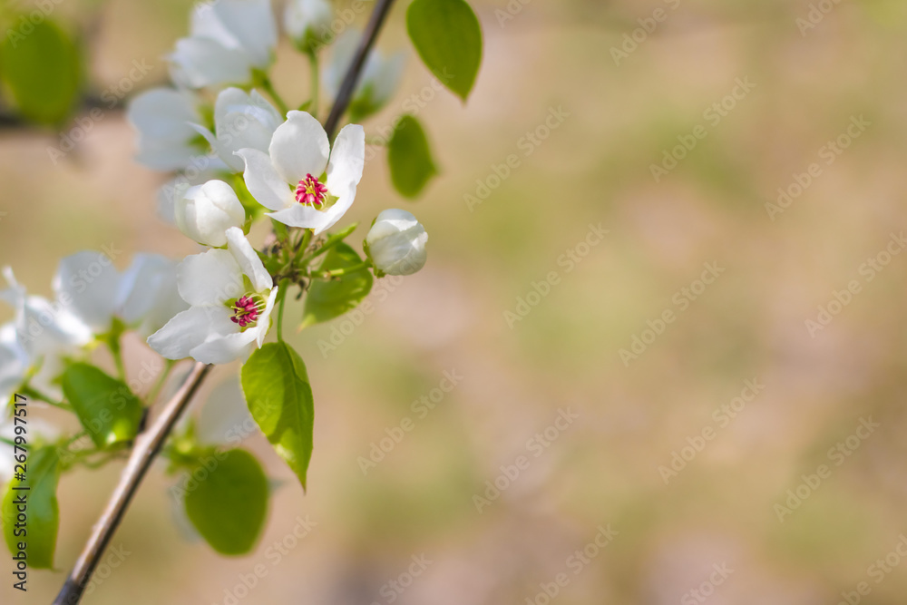Flowering spring wild apple on a sunny day Flowering spring wild apple on a sunny day