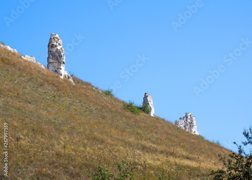 Small divas on the slope of the chalk hill of the Divnogorsk Nature Reserve photo