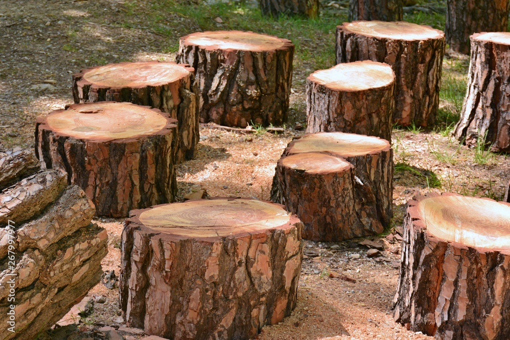 Fototapeta premium Varios troncos de árbol cortados, pinos