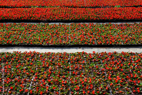 Flowers of colored  in a greenhouse