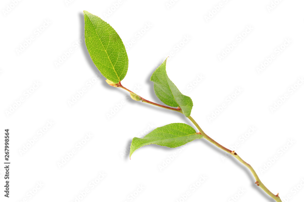 tree branch with green leaves with shadow isolated on white background tree branch with green leaves with shadow isolated on white background