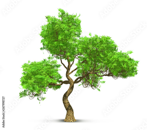 tree isolated with high detailed leaves  3D illustration