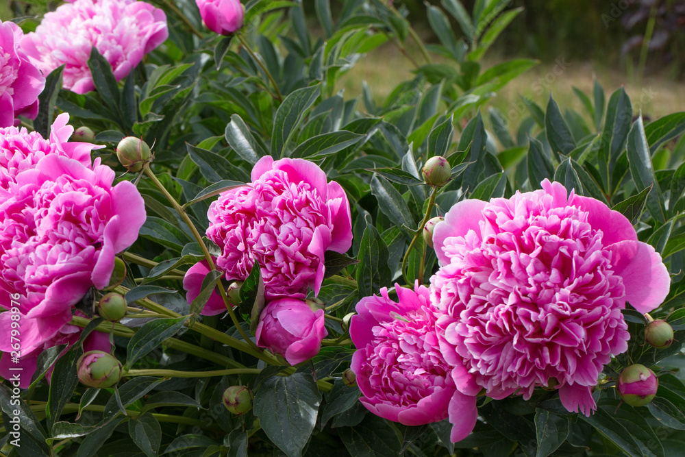 Pink flower buds peonies in garden with green Pink flower buds peonies in garden with green