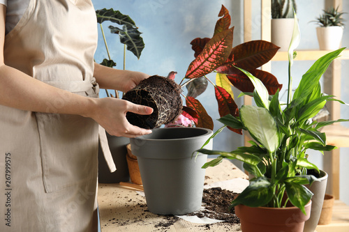 Woman transplanting home plant into new pot at table, closeup photo