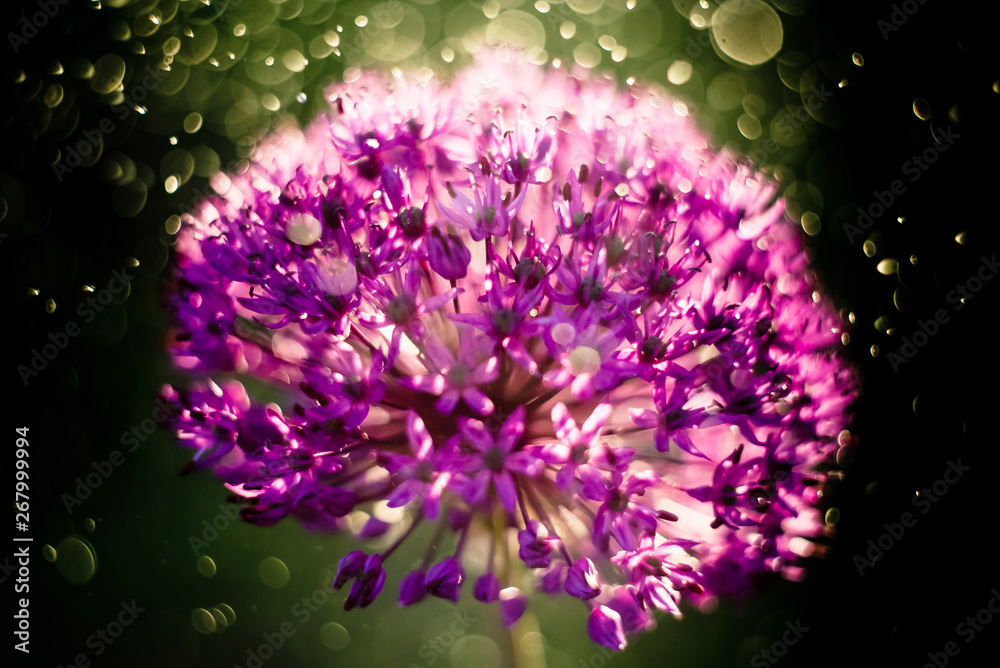 Obraz premium Macro photo of allium flowers. Close up Flower Head with dandelion structure wit water drops.