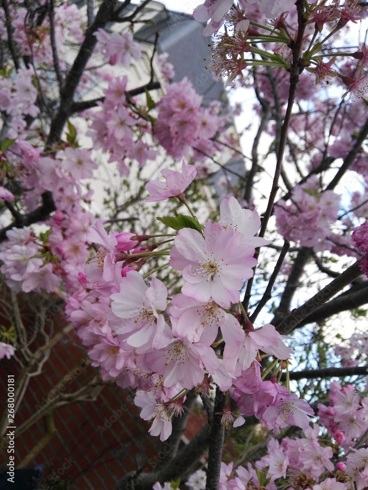 Fototapeta premium PRIMAVERA