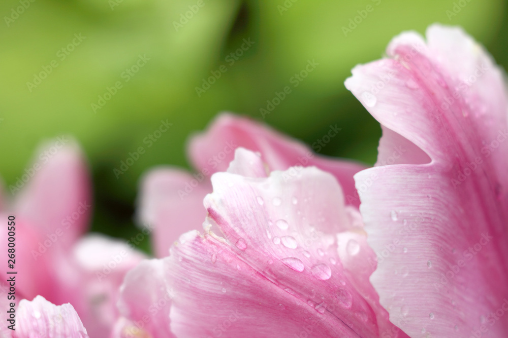 white and pink petals of tulips after the rain in the garden close-up. delicate and wet flowers