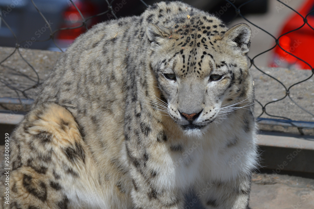 Obraz premium Snow leopard on a rock